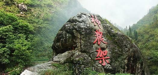 胖小猫救援